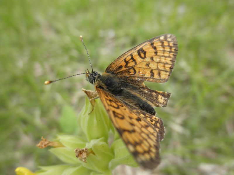 Fritilaria della Grecia